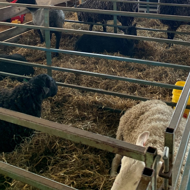 Curly haired sheep in stalls