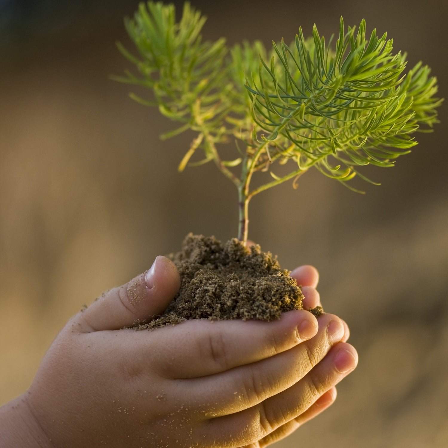 child holding a seedling tree and dirt in thier hands